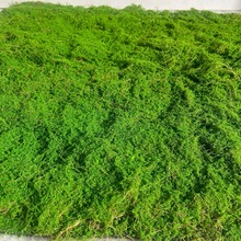 ̦\̦Ƥƺ쾰辰diy΢^Gֲbb