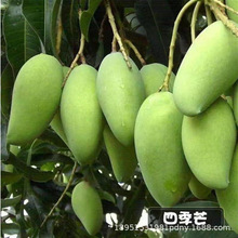 �޽ӽ��â�t�F�������ļ�â���������ش�â���箔��Y��â������