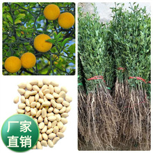 ���l����޽Ӹ��ٽ����ך��N�����ٷN���ļ��������̻h�ʇ����Nֲ