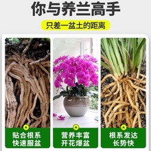 花多多蝴蝶兰水苔干水苔贵州海苔藓植料养兰花石斛营养土垫材