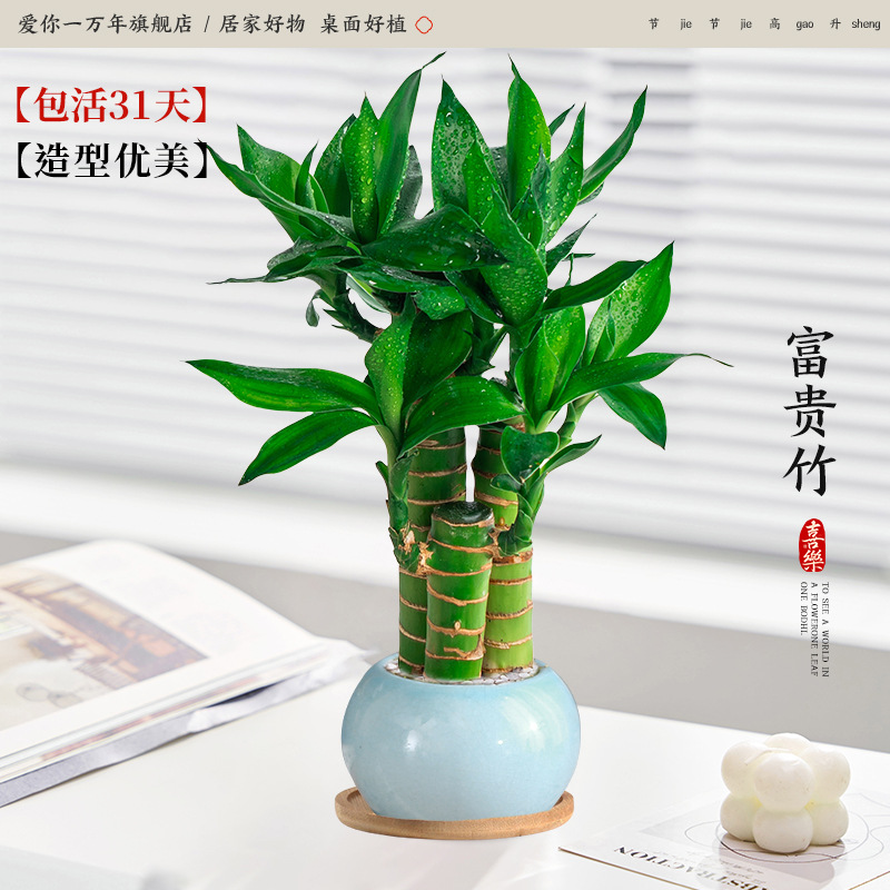 행운죽 3개 + 얼음유약 하늘색 화분 + 대나무 트레이 (포장석 + 영양액 포함)