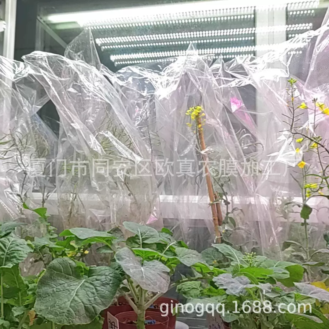 油菜花种植授粉专用袋 透明微孔透气袋 隔绝花粉自交袋