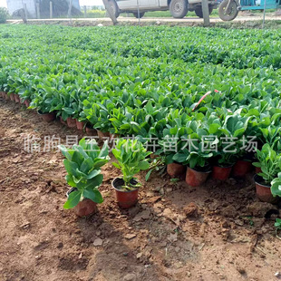 �ˌ�����   �ͺ��ͺ��޸�����  �ر�ֲ��ɽ�|؛Դ