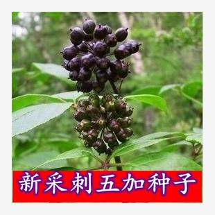 Newly Collected Materials: Acanthopanax Seeds, Acanthopanax Bark, Thorn Sticks, Tiger Sticks, Oil, Soap