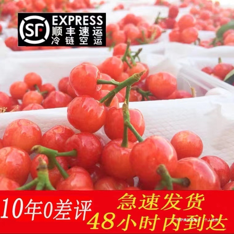 Fresh small cherries sweet and sour not fruit Shandong freshly picked cherries Ener production Miyi pregnant women
