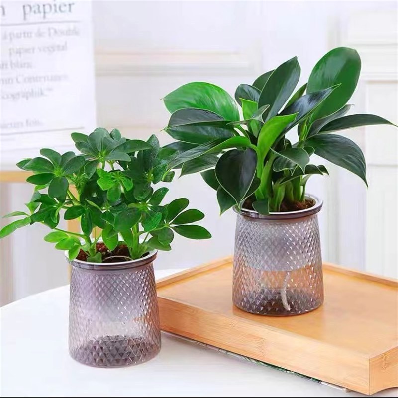 골든 다이아몬드 화분 2세트 + 오리발 나무 + 별이 빛나는 화분 2개 + 영양액