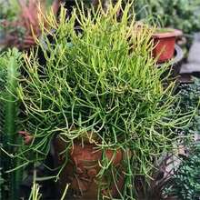 ����tɺ������ɳĮ�Gֲ�ﻨ�Rֲ���ɺ���@�־G�����Թ����ͥԺ