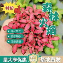 ����ֱ���W�y��΢���^�쾰�������l����Сֲ�����ԾG̦�\����DIY