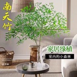 南天竹盆栽客厅水培植物真树室内好养水生高档进口鲜切枝水养绿植