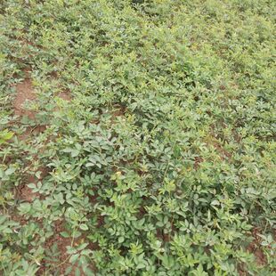 �Nޱ����ֱ�N  �NޱС�� ����  �t���Nޱ  �ۻ��Nޱ   �߶�1-3��