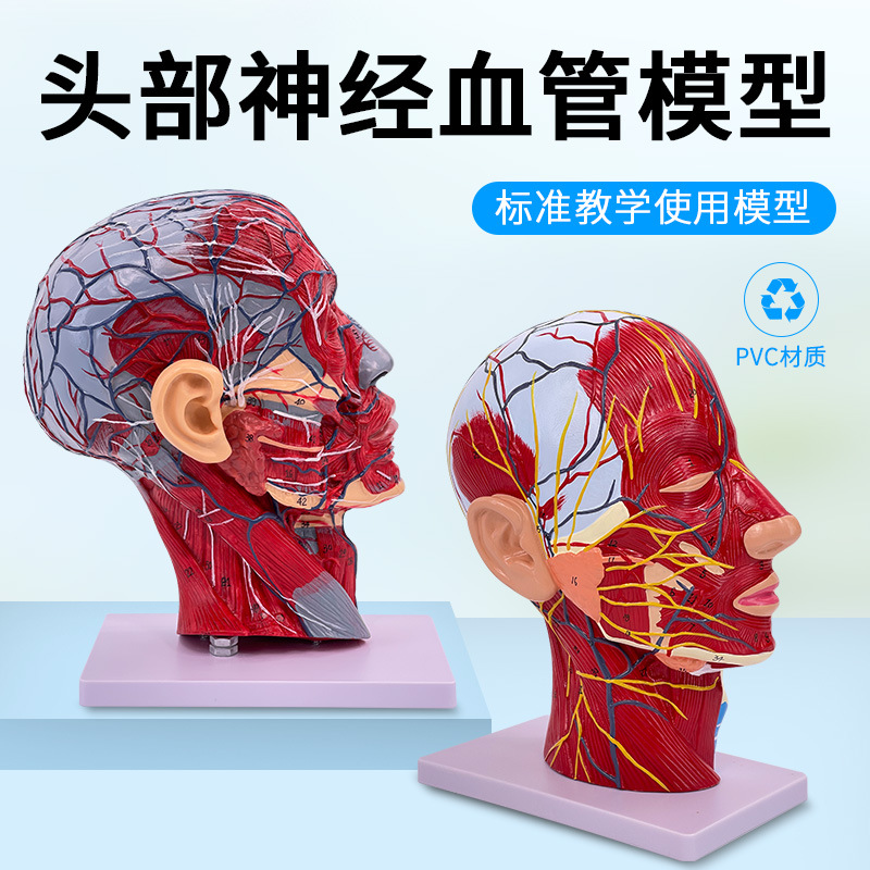 ����ͷ�沿����Ѫ����ģ�;�������ѧ�沿��Ѫ�ܼ���ṹģ��