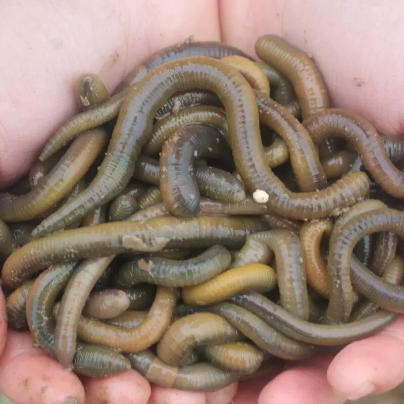 Черный земля worm свежая живая наживка рыбная ловля Хуанли зелёные земляworm вонючая наживка наживка бумага всесторонняя наживка