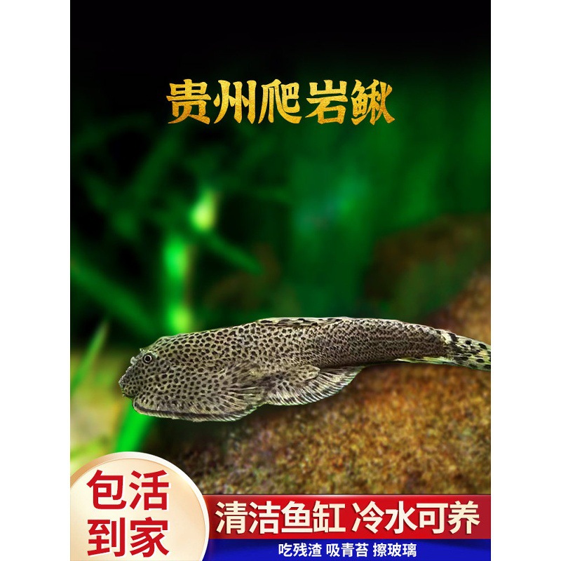 Guizhou Rock-Climbing Loach, a cold-water cleaner fish with two suckers, used for algae removal in aquariums without heating, a native fish species