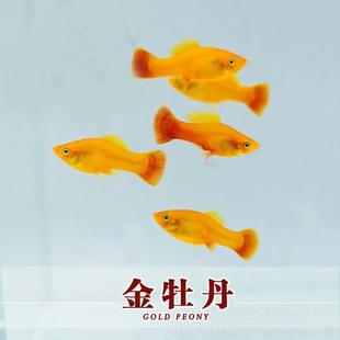 ��ĵ���߷��Ꭷ�~��ˮ�^�p�~���w���BС�~̥���~���R �t�G����β