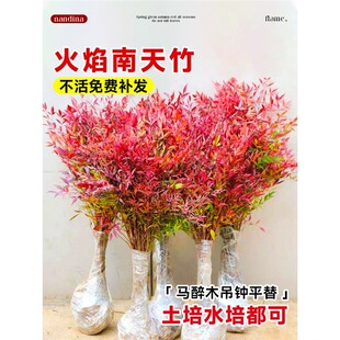 �������������Ԙ���Gֲ����ͥԺ���ֲ����w�m���������辰�Ϙ�