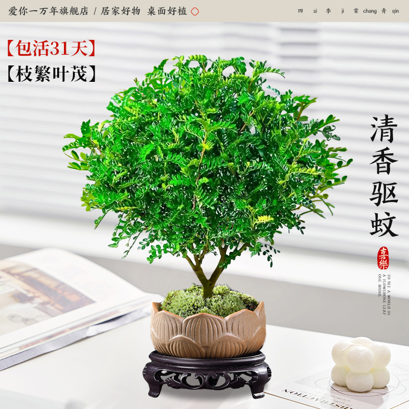 고급 향고추나무 + 연꽃 화분 + 원형 베이스 (포장석 + 영양액 포함)