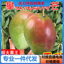 四川攀枝花凯特芒果新鲜水果当季整箱鲜果对接电商直播产地直发