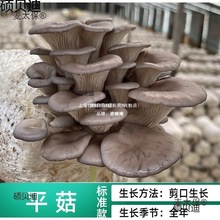 ֲ�@���BͰ������N�����SĢ��Ǿ��˷N���u����Ģ���Nֲ����̫��