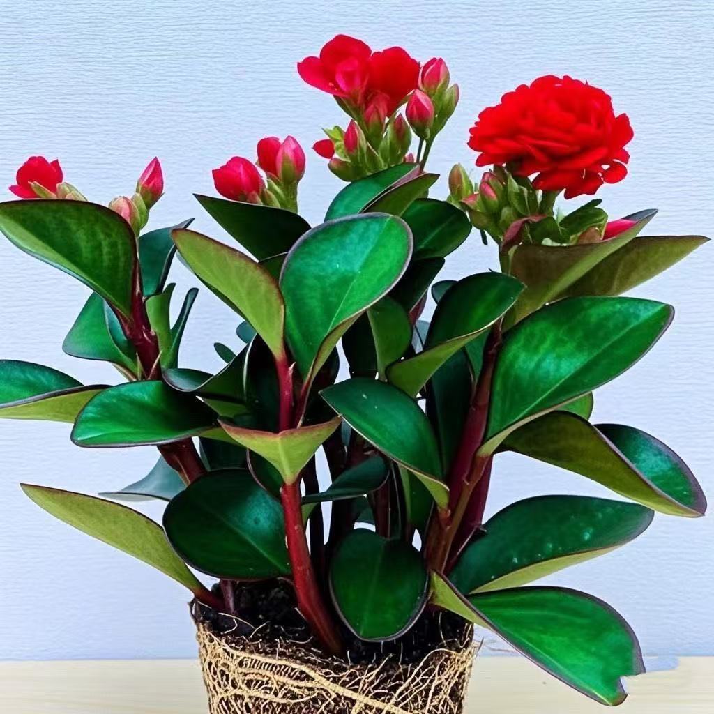 碧玉新品四季常青室内花卉绿植开花植物净化浓香型盆栽新款