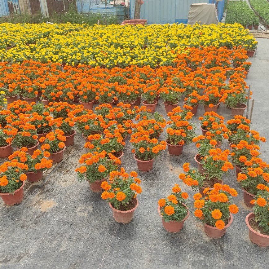 2111 база поставляет павлин ноготок 20-30 см