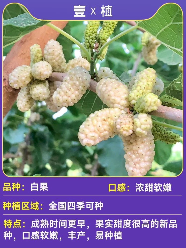 [희귀종] 고운 은행나무 및 뽕나무 묘목/높이 30~40cm(사망시 보충)