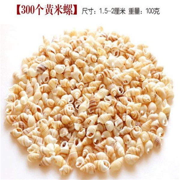 300 yellow rice snails