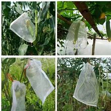 防虫防鸟草莓保护套袋透水透气防虫纱网袋葡萄无花果番茄网眼护袋