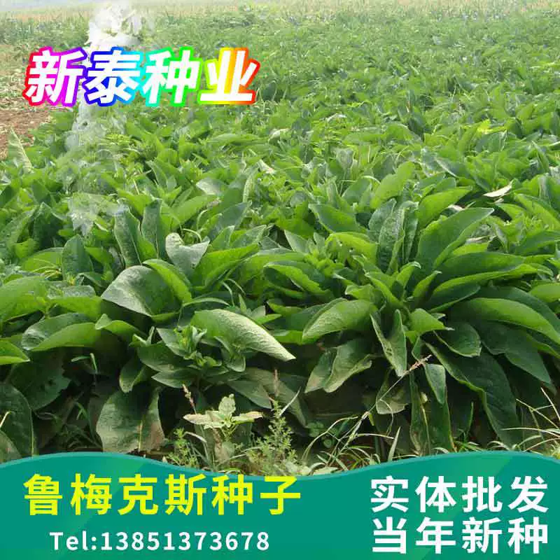 Оптовая превосходный кормовой травы видов Rumex видов холодной толерантности бесплодные разведения корма