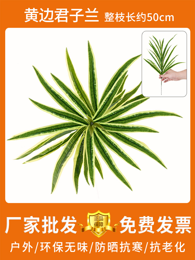 Junzilan de borde amarillo