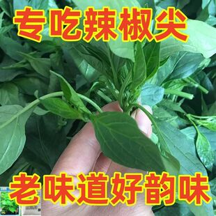 ���}�����~�N�ӌ����~�ӿ�����ɫ�߲��ļ��̨������������������