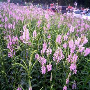 ���羳��؛��ɢ�b�����^�N�� ���^�Gֲ������¶�ر�ֲ�ﻨ���zӰ