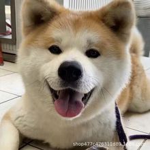 批发柴犬小型犬幼犬活体日本豆柴犬纯种犬纯种狗狗宠物犬宠物狗