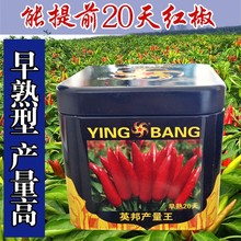 英邦产量王辣椒种子簇生辣椒籽植株粗壮干椒型优美座果快春季易摘