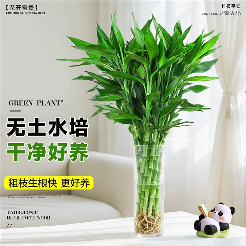 Lucky bamboo гидропонное растение гостиная фортуна высокоэкономное бамбуковое гидропонное зеленое растение lucky bamboo толстая ручка wenchang bamboo с корнем