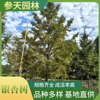 银杏树 银杏树批发15~25公分可选 工程观赏银杏树 银杏树行道树