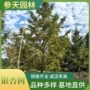 工程观赏行道树