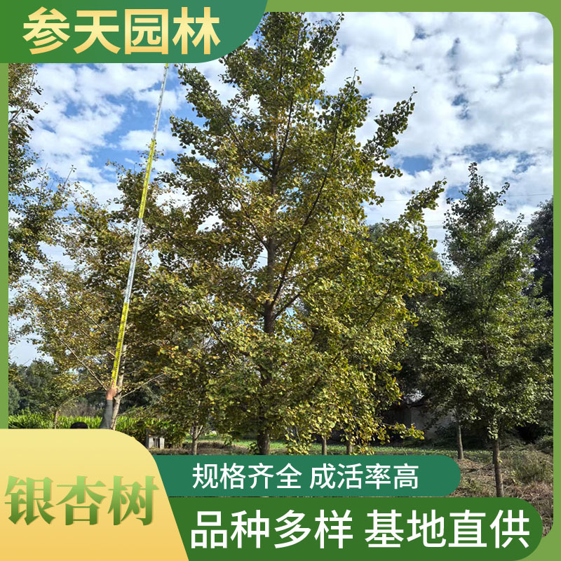 白果树 白果树批发 15~25公分可选 白果树苗木基地供应直销