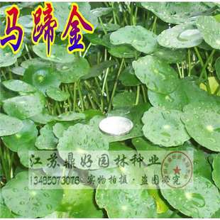 Horseshoe Gold Seeds Horseshoe Gold Lawn Seeds Hydroponic Copper Money Grass Seeds Money Grass Seeds Flowers and Plants Standard Flower Bed