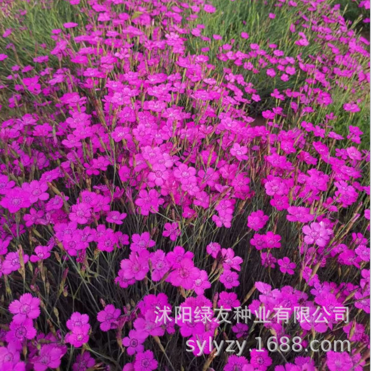 欧石竹种子 红地毯 花卉种子公司欢迎您