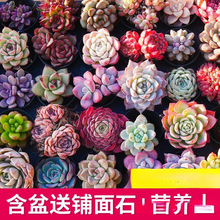 ���B����Ⱥ���҃ȴ��w����ֲ��GֲС�������F���Ϙ��׃��@