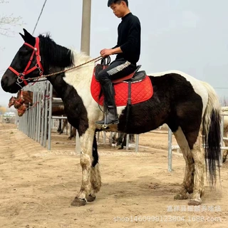 婚庆用马纯白色骑乘大马温顺听话的马景区游客马活体小马驹