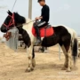 骑乘游客温顺活体马