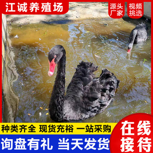 �˹��Bֳ�^�p�����Z ����ˮ�������Bֳ �W�t�Ȍ����۳������Z�Z��