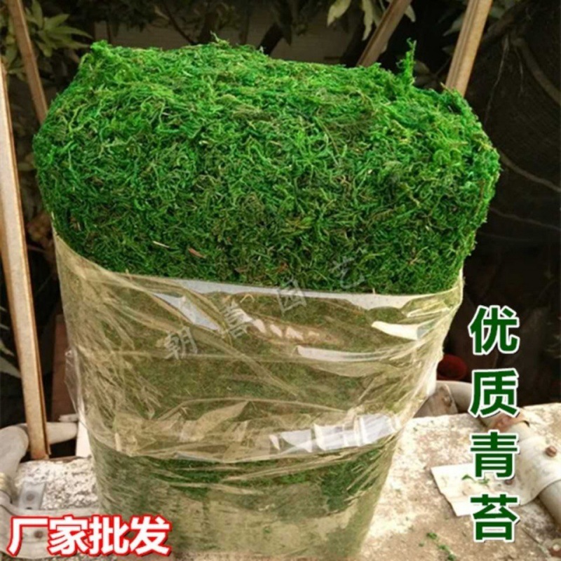 花草批发仿真青苔植物苔藓假草护干草田园装饰盆景盆栽铺面装饰