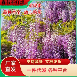 һ�����l�ͺ����_��˹�ձ��L�����ٻ�����e��ͥԺ��Ԯ������