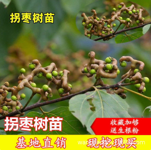 出售果树苗 拐枣苗 当年结果苗 神奇果树苗鸡爪子 万寿果金钩子