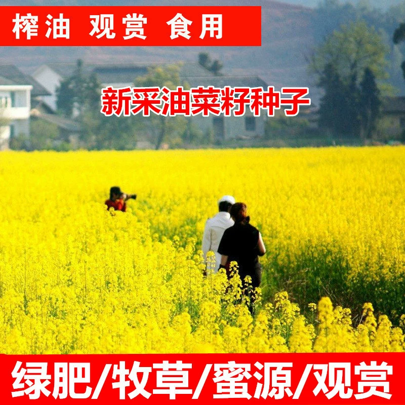[Рапс Цветочные Морские Семена Оптом] Кормовые Семена Декоративные Изнасилования Цветочное Масло Сжать Рапс Север Холодостойкость