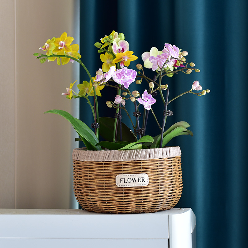 蝴蝶兰绿萝编织花盆客厅空调顶桌面装饰鲜花插花藤编手工花篮
