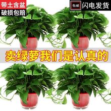 �G�}�����Ի����҃�������ȩ�·����B�L�پG�j��ݗ��ֲ��ˮ��Gֲ