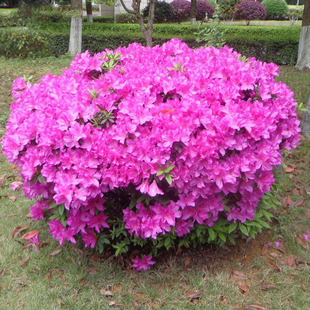 ë���N�� �ļ����� ͥԺ�G����ľ ë�NС�� ����ֲ��e���쾰